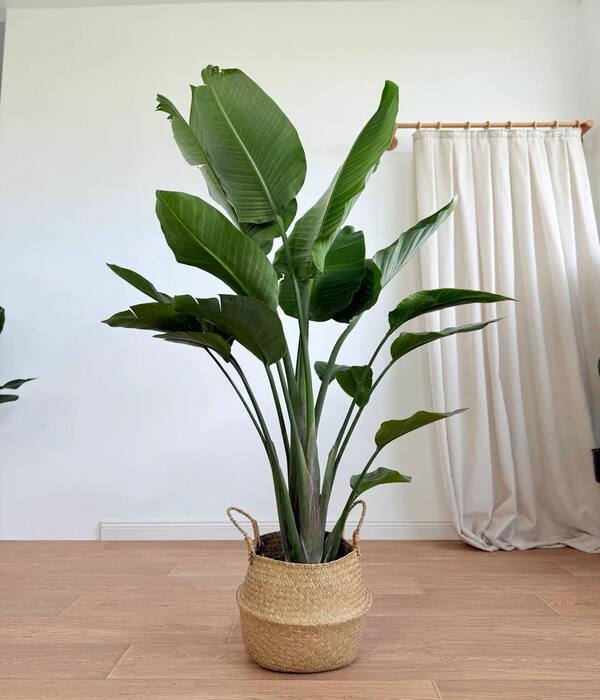 Üç Koklu Dolgun Starliçe Bitkisi