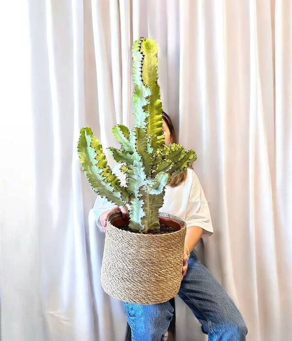 110 CM Saksıda Kaktüs