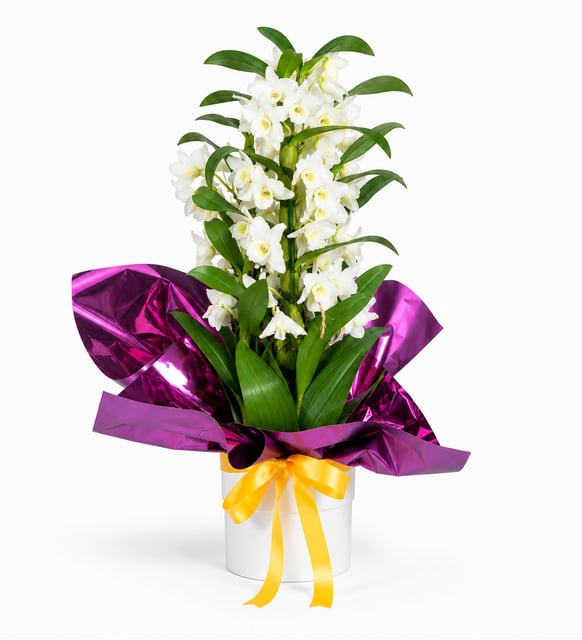 Beyaz Saksıda Mor Buketli Dendrobium