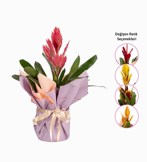 Buket Kağıtlı Sürpriz Renk Alev Kılıcı Çiçeği