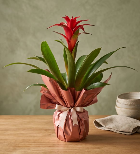 Buketli Polimer Saksıda Guzmania