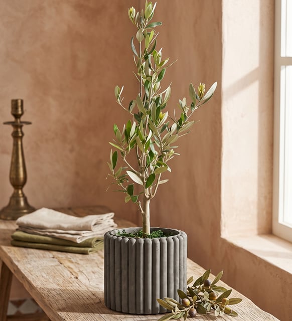Düz Çizgili Gri Beton Saksıda Zeytin Ağacı Bonsai