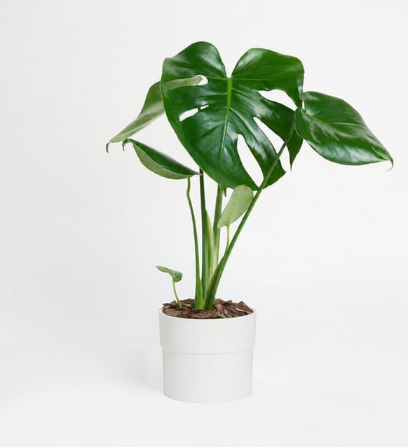 Polimer Saksıda Monstera