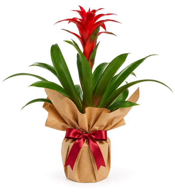Premium Kırmızı Guzmania Kraft Ambalajlı Canlı Saksı Çiçeği