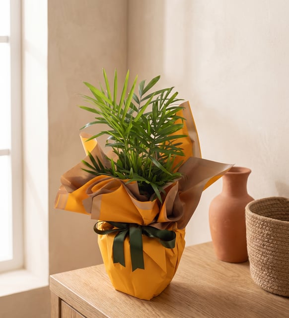 Sarı Buketli Polimer Saksıda Chamdora Elegans