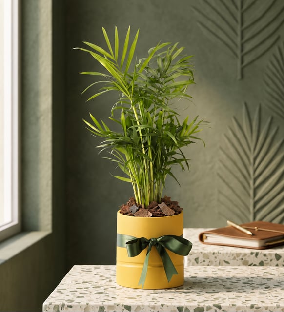 Sarı Polimer Saksıda Chamdora Elegans