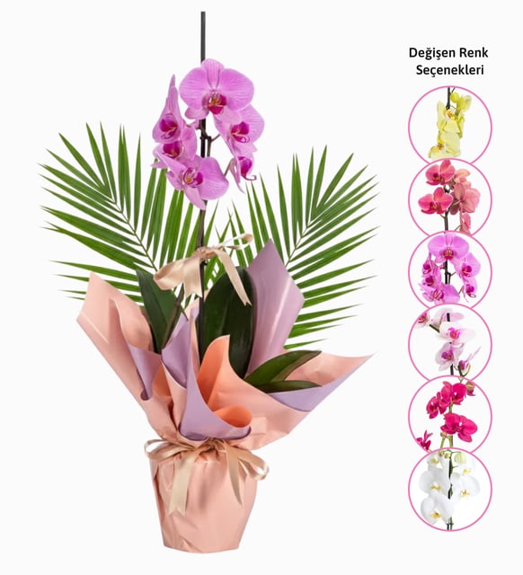 Sürpriz Renk Tekli Orkide ve Fenix-Pembe Buketli Saksıda