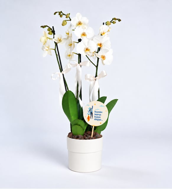 Yeni İş Tebrikli 3 Dal Phalaenopsis Orkide