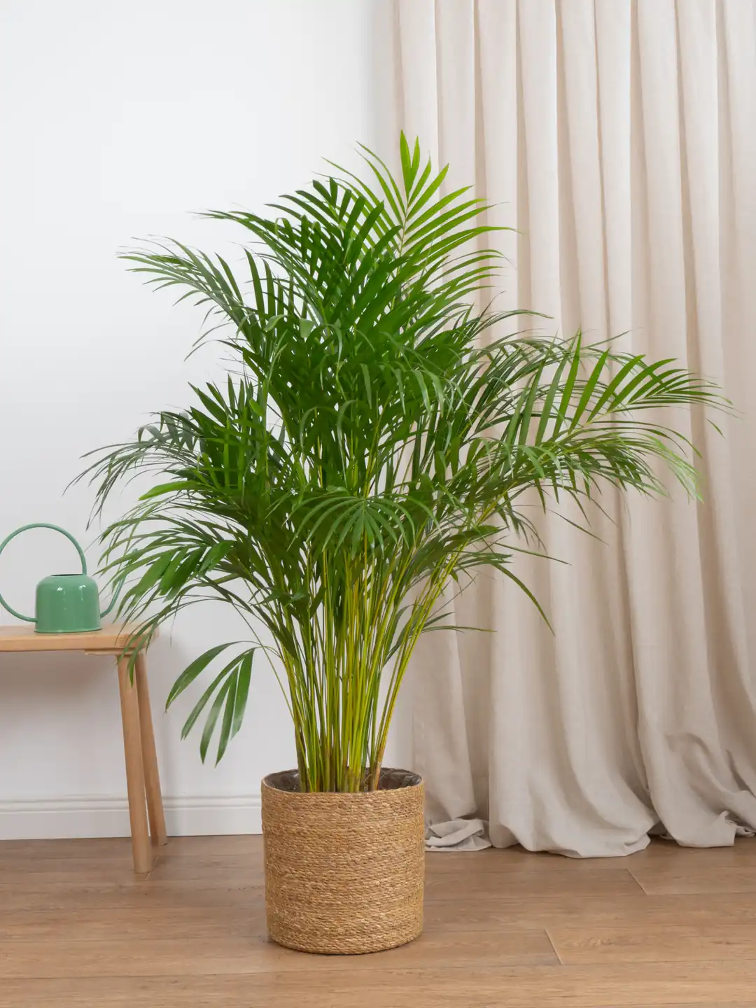Areka Salon Palmiyesi 90-100 cm Dolgun Form (Dypsis Lutescens)