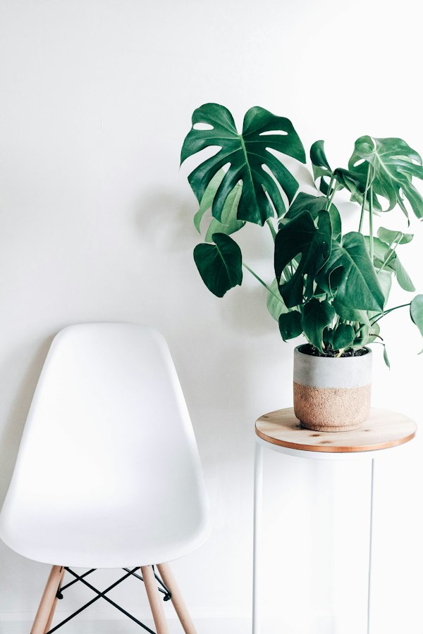 Deve Tabanı (Monstera Deliciosa)