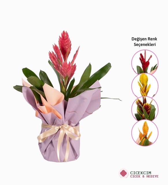 Buket Kağıtlı Sürpriz Renk Alev Kılıcı Çiçeği
