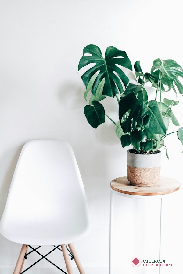 Deve Tabanı (Monstera Deliciosa)