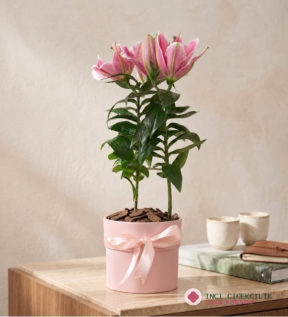 Pembe Polimer Saksıda Pembe Lilyum